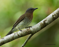 Hypsipetes philippinus