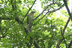 Hypsipetes rufigularis