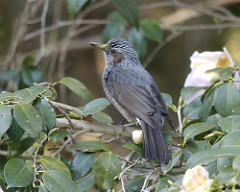 Hypsipetes amaurotis