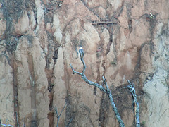 Cerasophila thompsoni