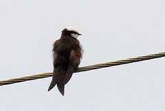 Psalidoprocne albiceps