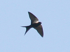 Psalidoprocne pristoptera