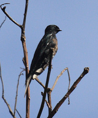 Psalidoprocne obscura