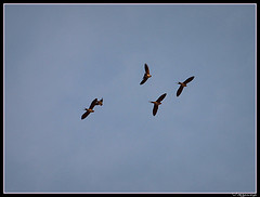 Pseudhirundo griseopyga