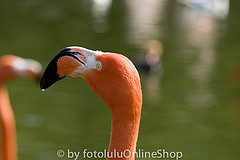 Phoenicopterus ruber