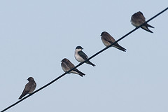 Tachycineta albilinea