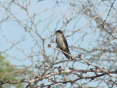 Tachycineta stolzmanni