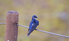 Tachycineta albiventer