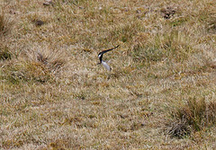 Tachycineta leucorrhoa