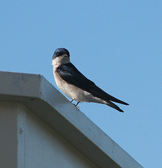 Tachycineta leucopyga