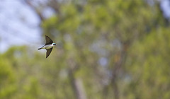 Tachycineta euchrysea