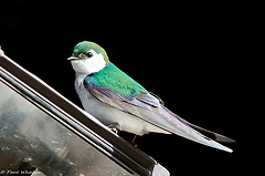 Tachycineta thalassina