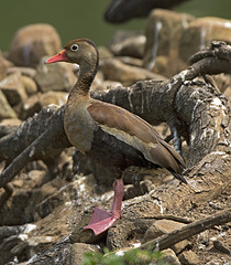 Dendrocygna autumnalis