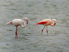 Phoenicopterus chilensis