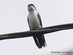 Notiochelidon cyanoleuca