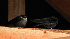 Notiochelidon murina