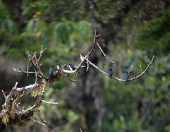 Notiochelidon flavipes