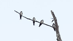 Notiochelidon pileata