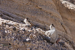 Haplochelidon andecola