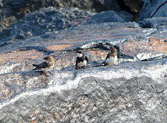 Atticora melanoleuca