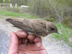 Stelgidopteryx serripennis