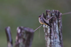 Stelgidopteryx ruficollis