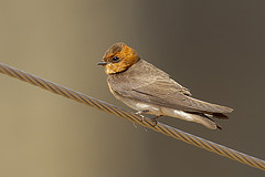 Alopochelidon fucata