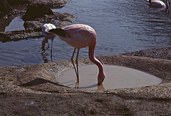 Phoenicoparrus andinus