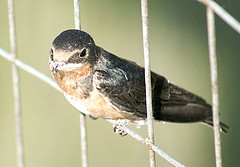 Hirundo rustica