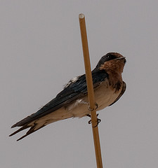 Hirundo lucida