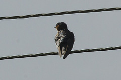 Hirundo domicola