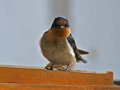 Hirundo neoxena