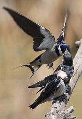 Hirundo albigularis