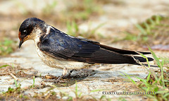 Hirundo aethiopica