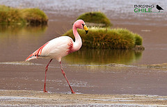 Phoenicoparrus jamesi