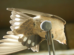 Ptyonoprogne rupestris