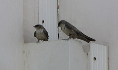 Ptyonoprogne obsoleta