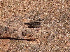 Ptyonoprogne fuligula