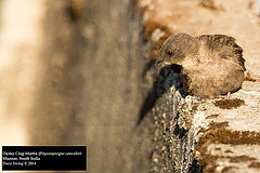 Ptyonoprogne concolor