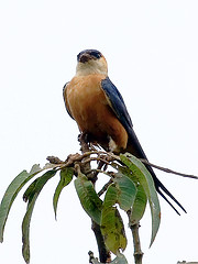 Cecropis senegalensis