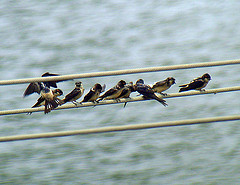 Petrochelidon preussi