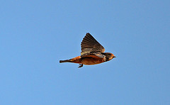 Petrochelidon spilodera