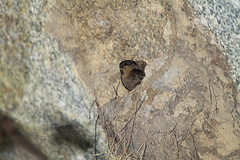 Petrochelidon fuliginosa