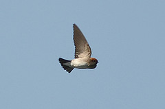 Petrochelidon fluvicola