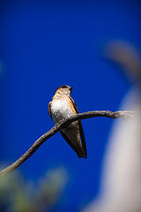 Petrochelidon nigricans