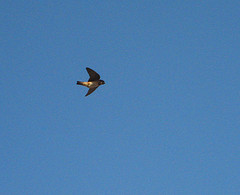 Petrochelidon rufocollaris