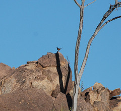 Achaetops pycnopygius