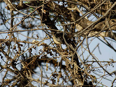 Sylvietta isabellina