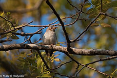 Sylvietta ruficapilla