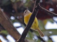 Abroscopus superciliaris